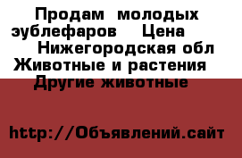 Продам  молодых эублефаров. › Цена ­ 1 300 - Нижегородская обл. Животные и растения » Другие животные   